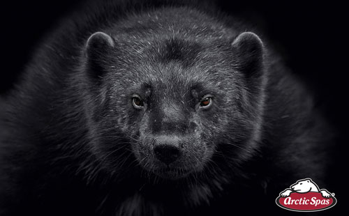wolverine – winter is coming, the perfect hybrid all weather pool